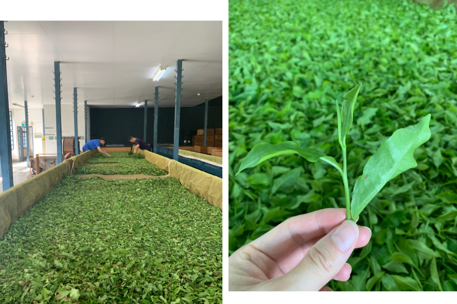 左/大葉種紅茶的萎凋過程不能攪拌,以免葉子受傷走水不順。右/大葉種紅茶萎凋的樣子。(圖片提供:馮忠恬)